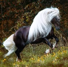 a black and white horse with long hair running through the grass in front of trees