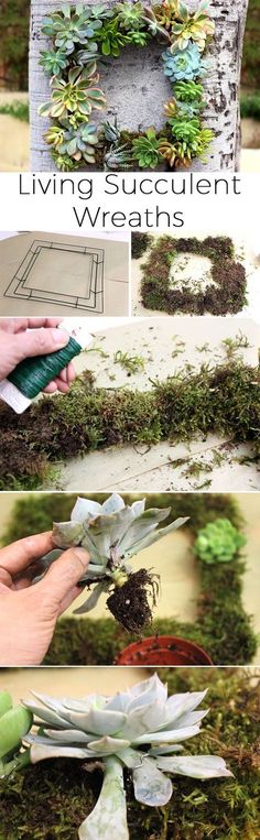 some plants are growing out of the ground and in front of a wooden sign that says living succulent wreaths