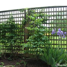 purple flowers are blooming in front of a wooden trellis with green leaves on it