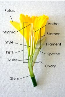 the parts of a flower are labeled