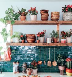 the kitchen counter is covered with potted plants