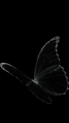 a black and white photo of a butterfly