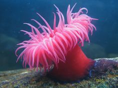 an orange and pink sea anemone sitting on the bottom of a rock under water