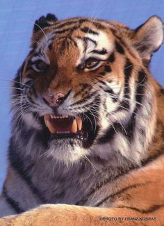 a close up of a tiger with it's mouth open