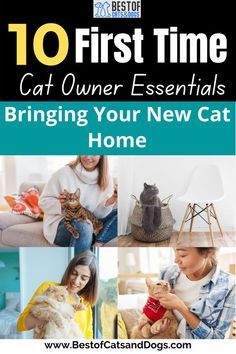 the cover of 10 first time cat owner essentials bringing your new cat home