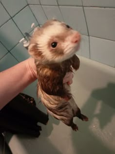 a ferret in a bathtub being held up by someone's hand,