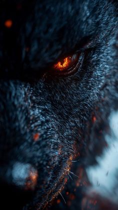 the eyes of a black wolf are glowing orange