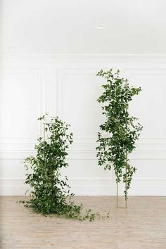 two tall trees with green leaves in an empty room