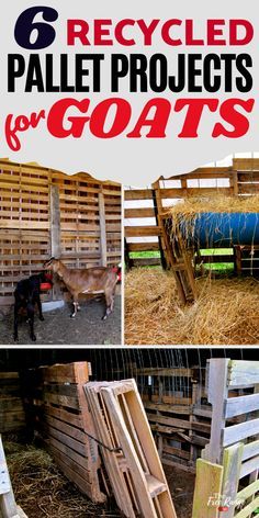 there are several pictures of pallet projects for goats