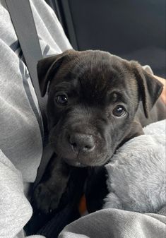 a black puppy sitting in the back seat of a car