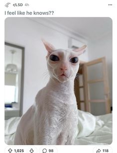 a white cat sitting on top of a bed next to a mirror with caption that reads, i feel like he knows?