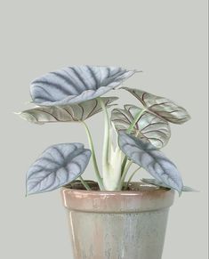 a potted plant with white and green leaves in it's center, on a gray background