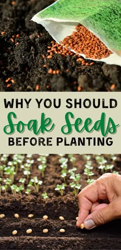 someone is sprouting seed from the ground with text overlay that reads, why you should soak seeds before planting