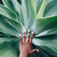 a person's hand on top of a large green plant