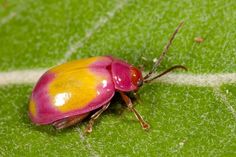 a pink and yellow bug sitting on top of a green leaf