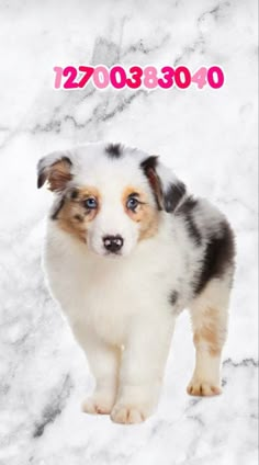 a small white and brown dog standing on snow covered ground with the words 1230380