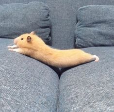 a small rodent is sitting on the back of a couch with it's legs stretched out