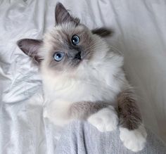 a gray and white cat laying on top of a bed