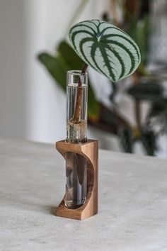 a plant in a glass vase on top of a wooden stand with water inside it