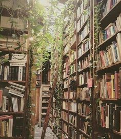 an old library with lots of books and plants growing on the shelves in front of it