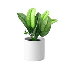 a potted plant with green leaves in it