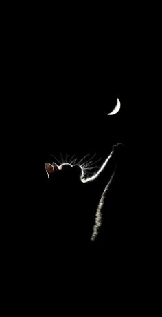 the cat is looking at the moon in the dark