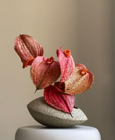 two pink flowers sitting on top of a rock