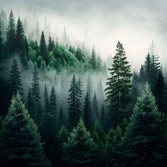 a forest filled with lots of green trees covered in fog and smoggy clouds