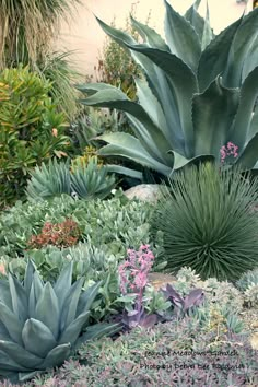 many different types of plants in a garden