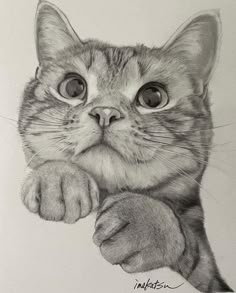 a pencil drawing of a cat with its paw on the edge of it's face