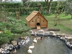 several ducks are swimming in the water near a dog house that is built into the ground