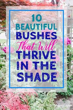 the words 10 beautiful bushes that will thrve in the shade