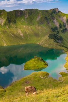 a cow is grazing on the side of a grassy hill overlooking a lake and mountains