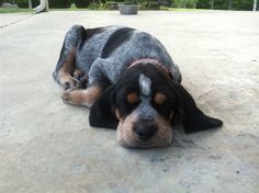 a black and brown dog laying on the ground