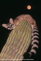 a raccoon sitting on top of a cactus at night with the moon in the background