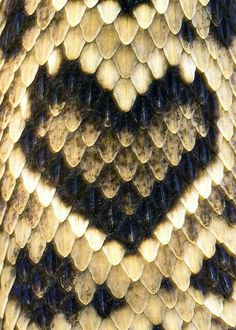 a snake skin pattern with black and white details on it's back side,