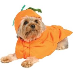 a small dog dressed in an orange costume