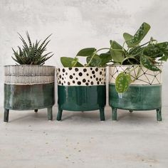 three potted plants sitting next to each other