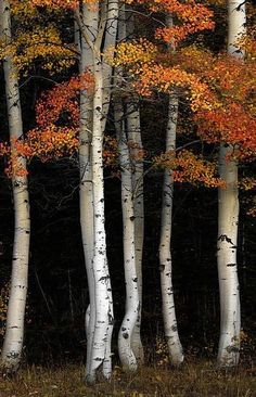 a group of trees that are standing in the grass with autumn leaves on their branches