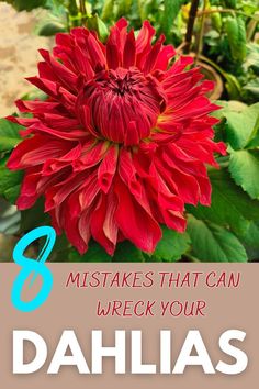 a red flower with the words 8 things to do before you die