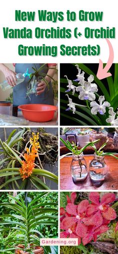 there are many different flowers and plants in this collage with the words, new ways to grow vanda orchids + orchid growing secrets