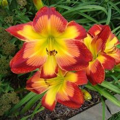 two red and yellow flowers are in the grass