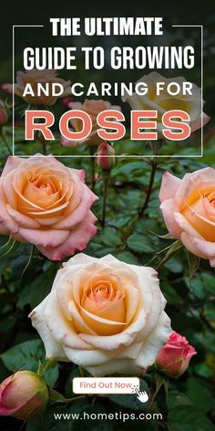 pink roses with text overlay that reads the ultimate guide to growing and caring for roses