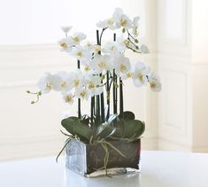 white orchids are in a square vase on a table with greenery around it