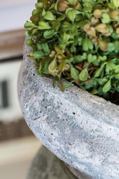 a close up of a plant in a cement pot