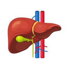 an illustration of the human liver and pancrey in front of two colored tubes