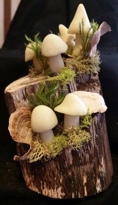 small white mushrooms growing out of a tree stump