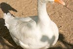 a white duck standing on top of a dirt field