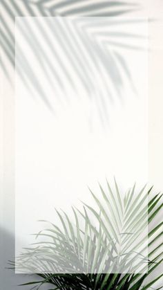 a palm tree in front of a white wall with a plant shadow on the right side