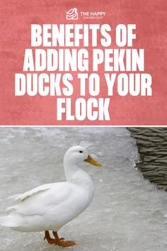 Pekin Duck Breed: Everything You Need to Know | The Happy Chicken Coop Duck Enrichment Ideas, Homestead Ducks, Raising Farm Animals, Chicken Life, Backyard Poultry